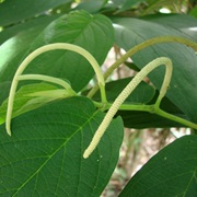Spiked Pepper (Piper Aduncum)