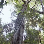 Nerang National Park (QLD)