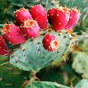 Prickly Pear