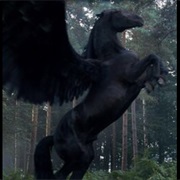 Pegasus
