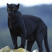 Black Panther