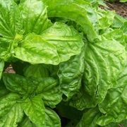 Lettuce Leaf Basil