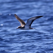 Cape Verde Shearwater