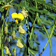 Egyptian Riverhemp (Sesbania Sesban)
