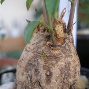 Rock Morning Glory (Ipomoea Costata)