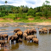 Elephant Orphanage, Sri Lanka