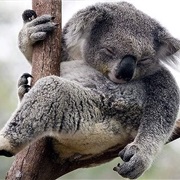 Seen a Koala in the Wild