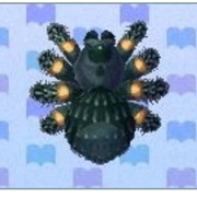 Tarantula