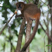 Greater Bamboo Lemur