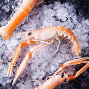 Dublin Bay Prawn