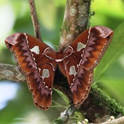 Orizaba Silk Moth