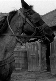 Ricsi as the Horse (The Turin Horse) (2011)