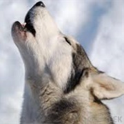 Howl