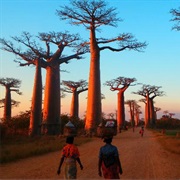 Morondava, Madagascar