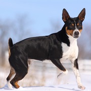 Rat Terrier