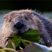 Scottish Beaver Trial, Knapdale
