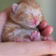 Watch Kittens or Puppies Being Born