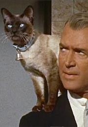 Bell, Book and Candle - Pyewacket the Cat