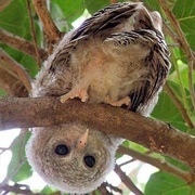 Nosy Owl