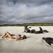 Visit the Galapagos Islands