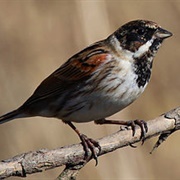 Common Reed Bunting