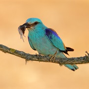 Koros Maros National Park, Hungary