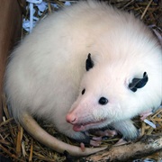 Opossum