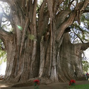 Árbol Del Tule, Santa María Del Tule, Oaxaca, Mexico