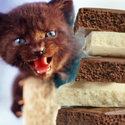 Limit Your Sugar Intake