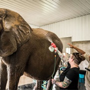Wilstem Ranch Zoo in Paoli