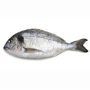 Gilthead Bream