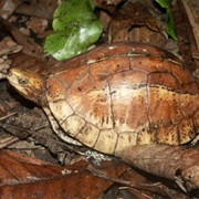 Bourret's Box Turtle