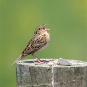 Reclaimed Coal Mine Grasslands, Indiana