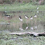 Kakahaia National Wildlife Refuge