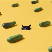 Cucumbers