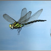 Dragonfly