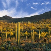 Sonoran Desert