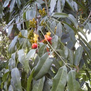 Moreton Bay Chestnut (Castanospermum)
