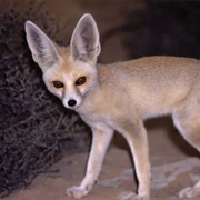 Pale Fox