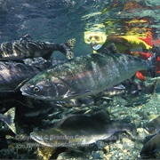 Snorkle With the Salmon in Campbell River (BC)