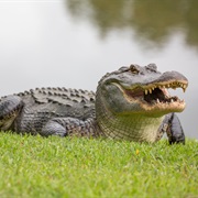 Alligator