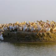 Djoudj National Bird Sanctuary