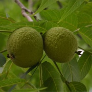 Eastern Black Walnut (Juglans Nigra)