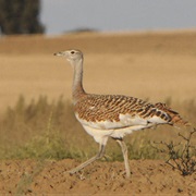 Lagunas De Villafafila Natural Reserve, Spain