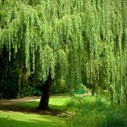 Weeping Willow
