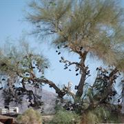 Amboy Shoe Tree on Route 66