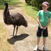 Emus Can't Walk Backwards