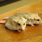 Fat-Tailed Gerbil