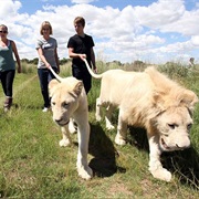 Walk With Lions in Africa