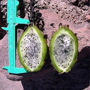 Browningia Candelaris